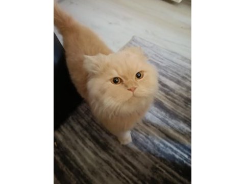 Kedimiz behlül yakışıklı beylümüz