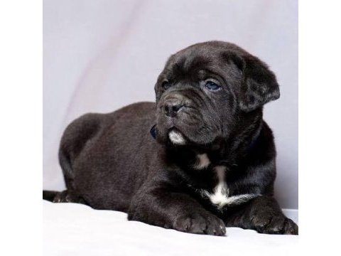 %100 orjinal cane corso yavrular kredi kartı geçerlidir