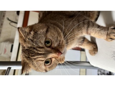 Scottish fold dişi kedimizi çiftleştirme