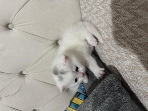 19.04.2025 doğumlu scottish fold kediler