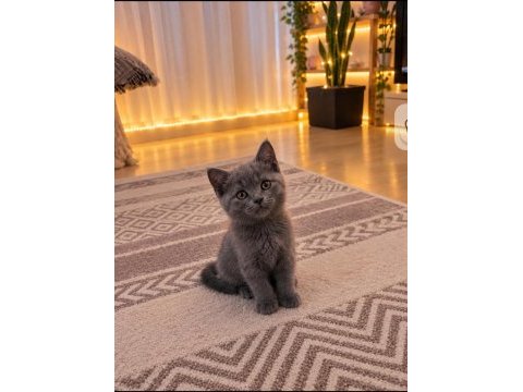 Evdeki sevimli british shorthair kuyruğum