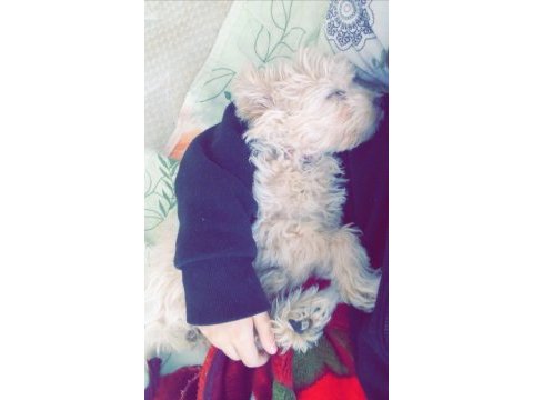 4 aylık maltipoo sahiplendirilecektir