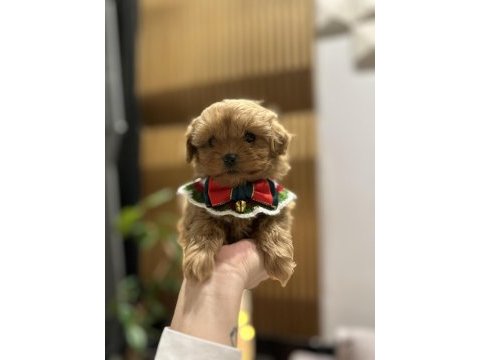 Özel seri kore maltipoo