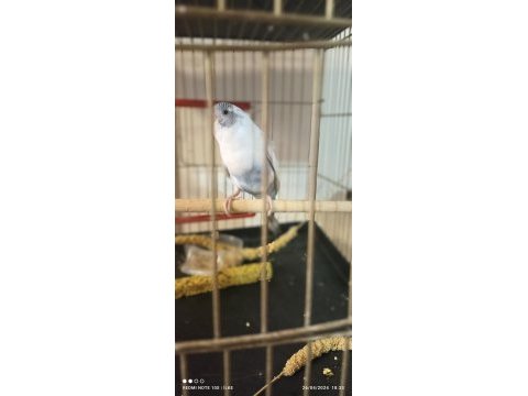 Yavru muhabbet kuşu