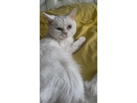 1 yaşında kısırlaştırılmış erkek british shorthair