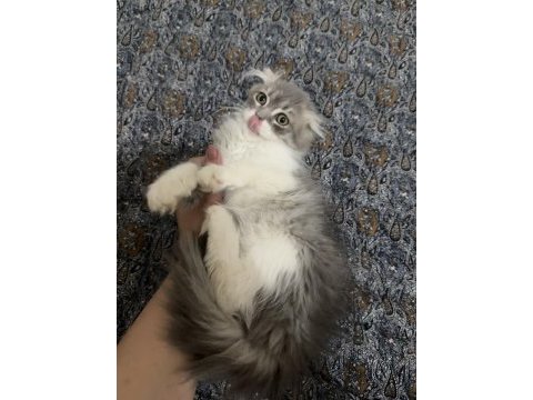 Scottish fold longhair yavru