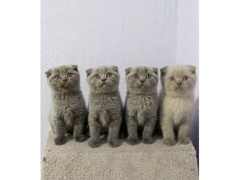 A plus scottish fold yavrular