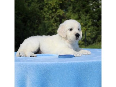 Golden retriever adrese teslim kapıda ödeme yapabilirsiniz