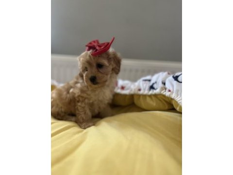 Güzel bebeğimiz maltipoo