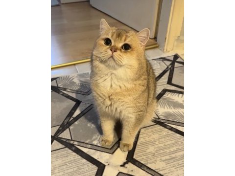 Safkan şecereli kedilerim