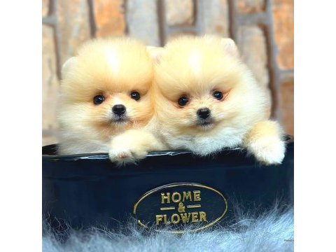 Ayı surat pomeranian boo
