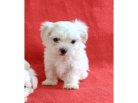 Maltese yavru köpeklerimiz