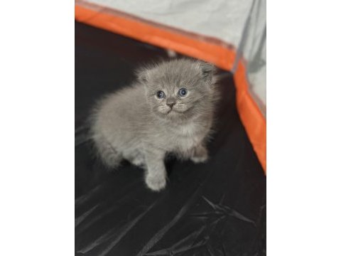 Minik scottish fold yavrulara yeni yuva