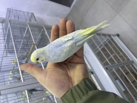 30 günlük erkek rainbow yavru muhabbet kuşu