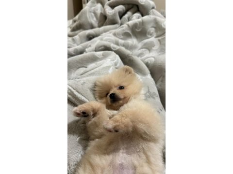 Pomeranian boo