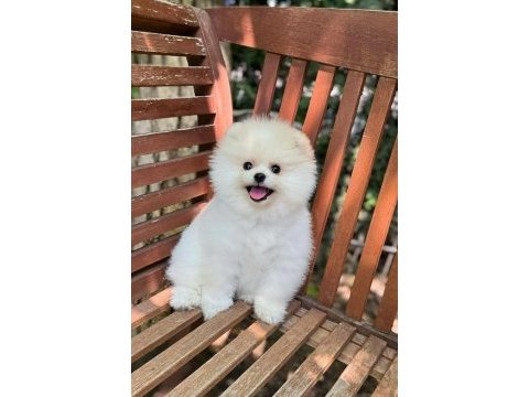 Pomeranian bella