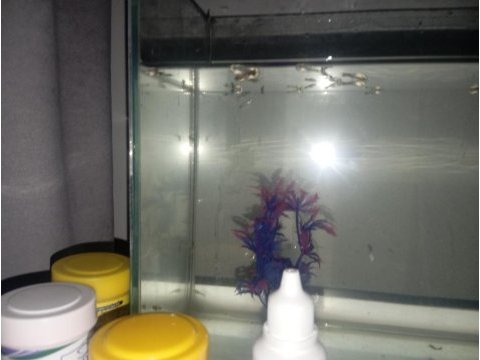 2 aylık halfblack lepistes balıklar