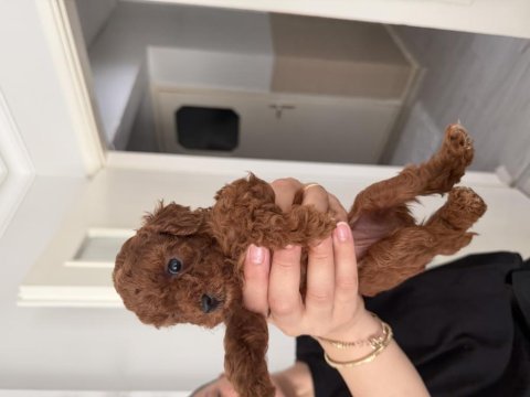 Toy poodle ev ortamından