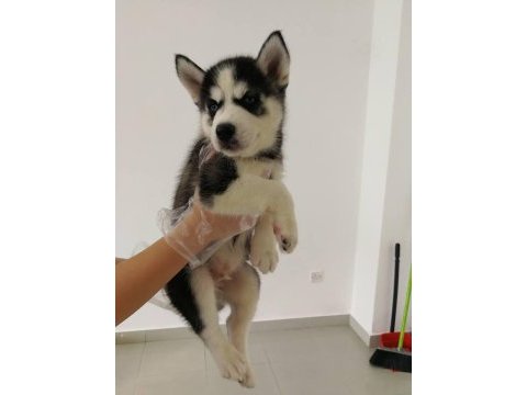 Husky sibirya yavruları