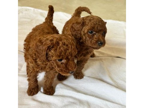 Toy poodle kore kan yavrular kg garantili