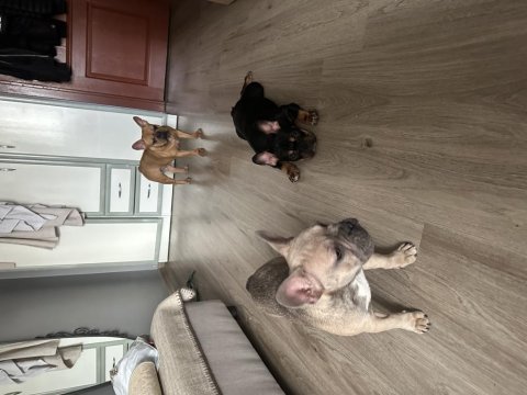 Anatomi ve renk harikası dişi french bulldoglar