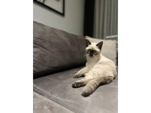 Kendini sevdiren sıcak kanlı beyaz scottish fold