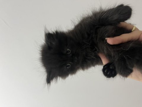 2 aylık british longhair erkek