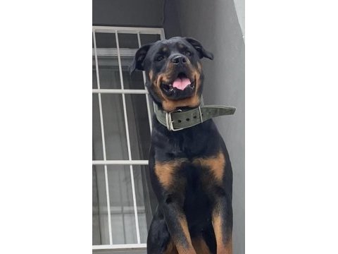 1.5 yaşındaki kızıma erkek eş arıyorum rottweiler