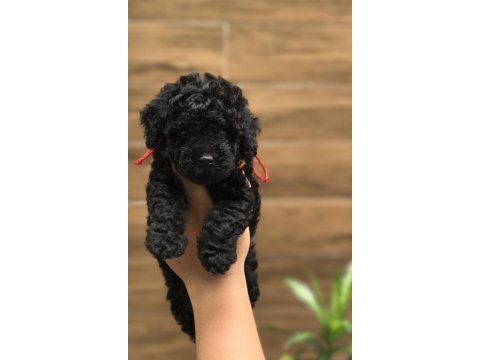 Siyah renk poodle yavrularımız