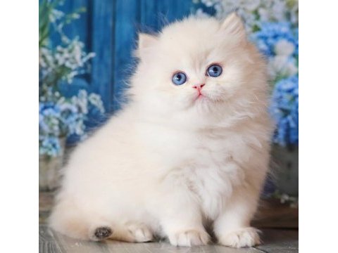İpeksi tüylü silver british longhair 