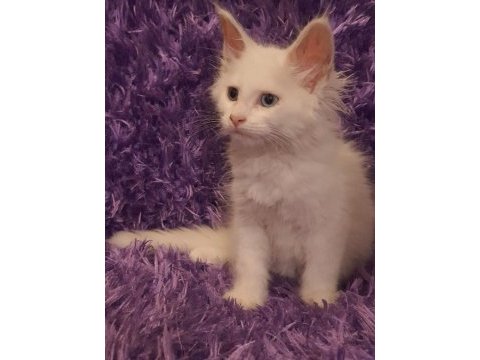 Maine coon yavrularımız