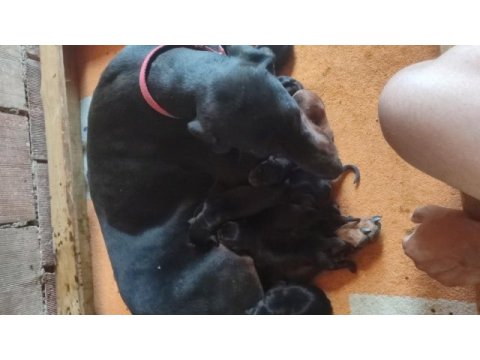 Von dadashov soylu doberman bebekler