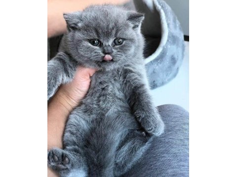 Kaliteli british shorthair sağlıklı yavrular