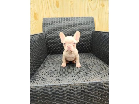 French bulldog yavrularımıza yuva arıyoruz