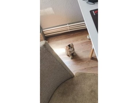British shorthair gold ny25