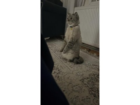 Bir ömürlük yuva arıyor 1 yaşında british shorthair