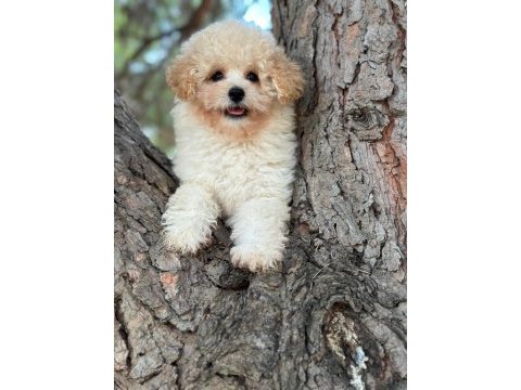 Maltipoo yavrumuz