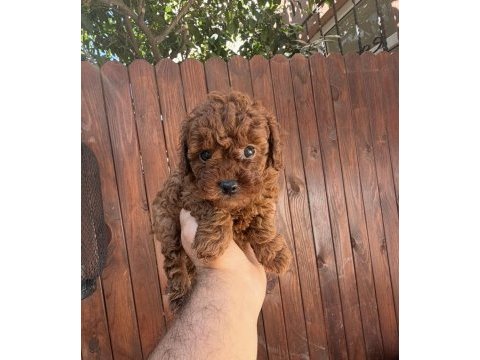 Dark brown kore teacup yavrular
