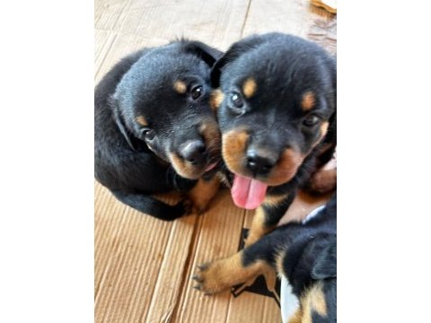 Koca kafa rottweiler yavruları