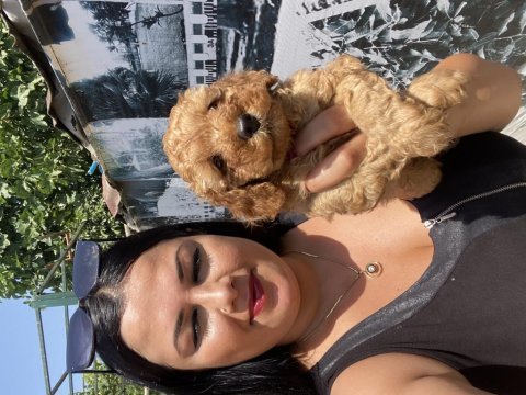 Dişi ve erkek red brown toy poodle yavrularım
