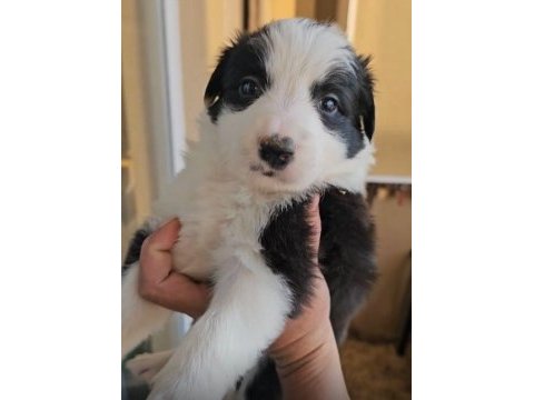 Standart özel renk kızıl her renk border collie bebekler