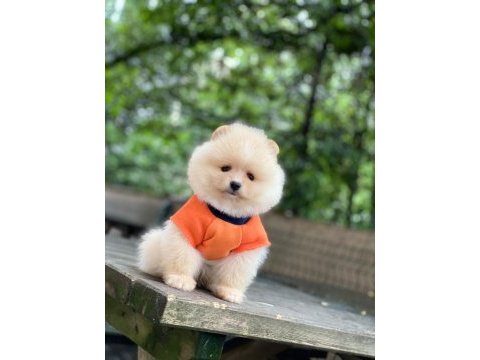 Pomeranian boo yavrumuza yuva arıyoruz