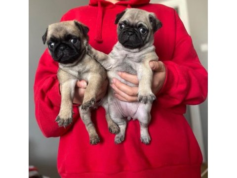 Bakımlı pug yavrular