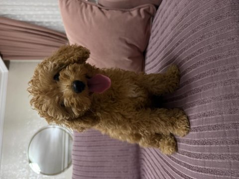 Sevimli dişi toy poodle