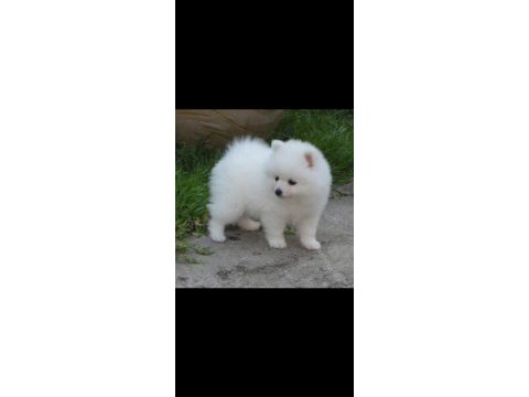 Pomeranian spitz yavrular