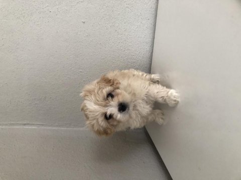 Ped eğitimli minik maltipoo bebek