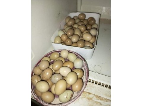 Çin bıldırcın sahiplendirme ve kuluçkalık yumurtası
