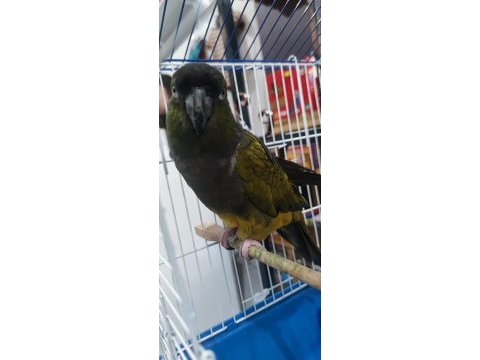 Patagonya konur papağanım