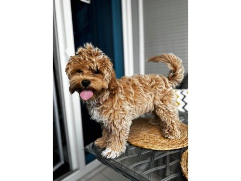Oya adlı 4 aylık dişi köpeğimize ev arıyoruz