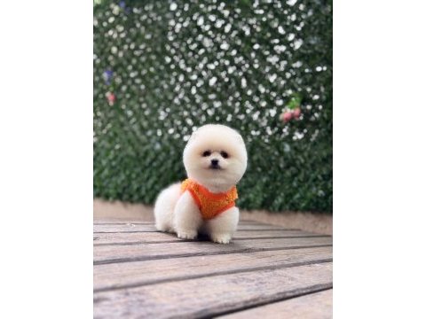 Sağlık ve ırk garantili pomeranian